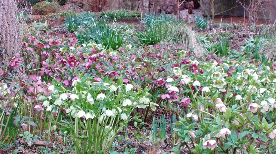 Drifts of hellebores